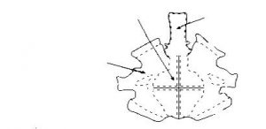 Comparison of Different Tanning Methods on Ostrich Leather and skin