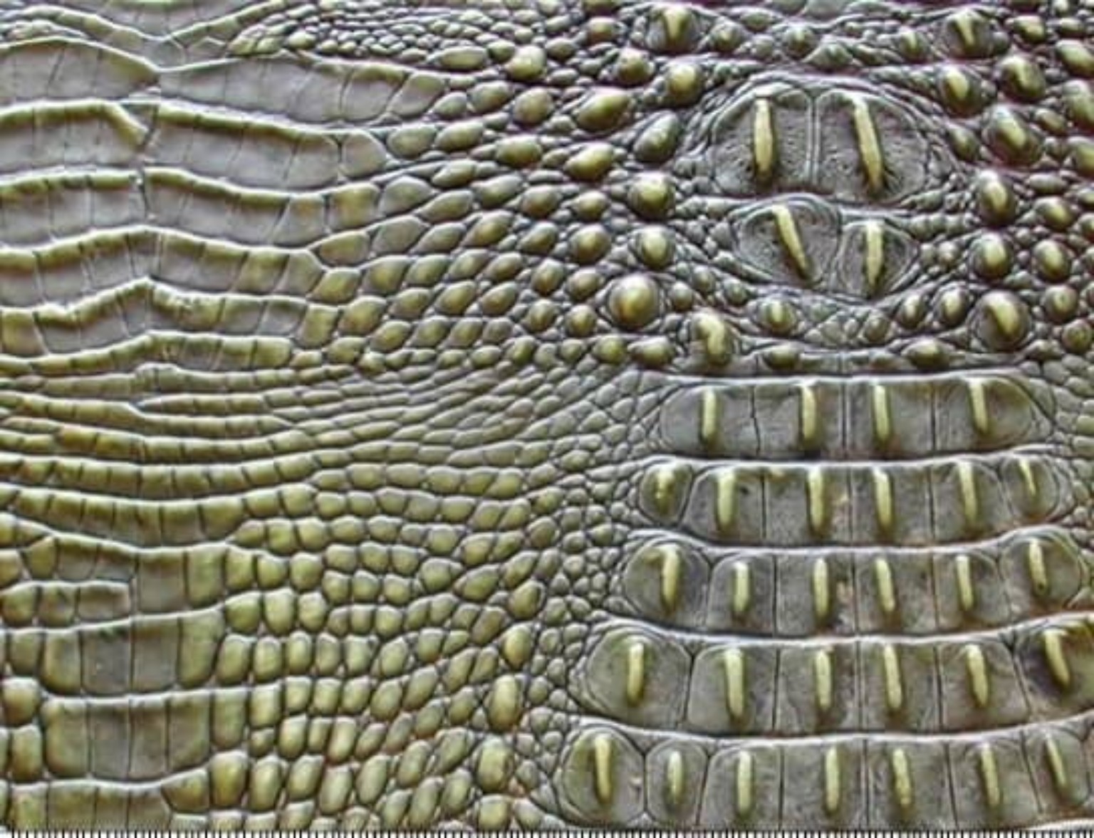 Small Crocodile Emboss natural leather sample by Dalir Leather